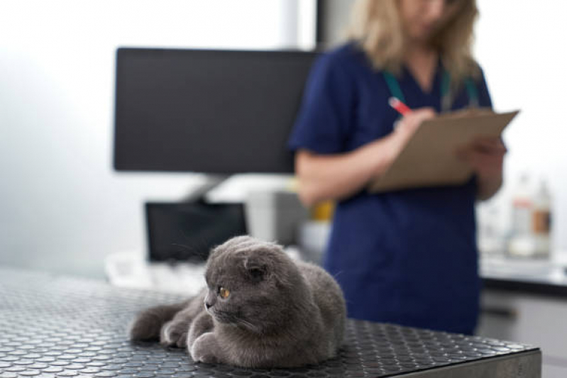 Raio X para Gato Agendar Parque Verde - Exame Laboratorial Veterinário