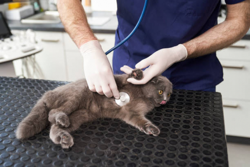 Raio X para Gato Novo Horizonte - Exame de Sangue Veterinário