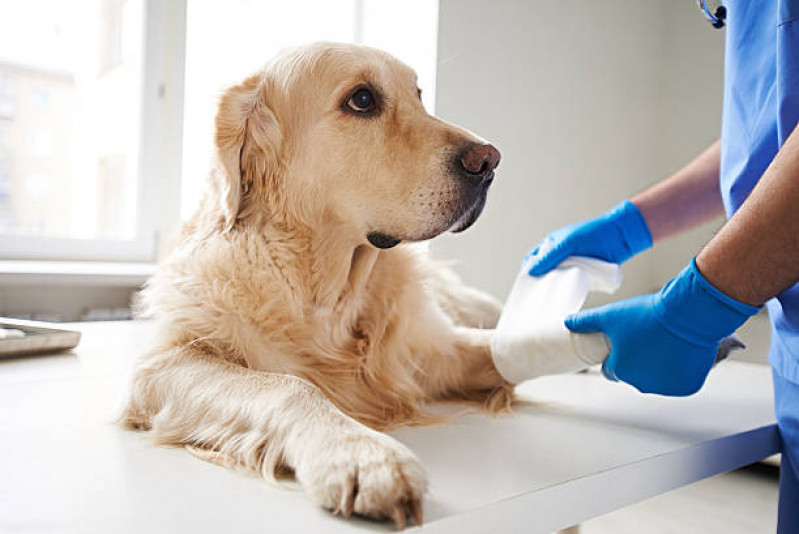 Remédio de Carrapato Valor Nova Vitoria - Remédio para Carrapato para Cachorro
