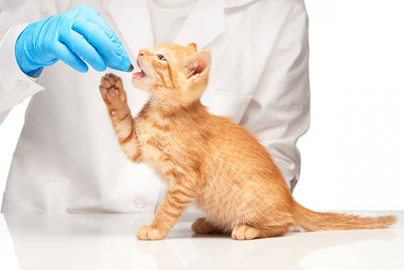Remédio de Dor para Gato Preço Ponto Certo - Remédio de Verme para Gato