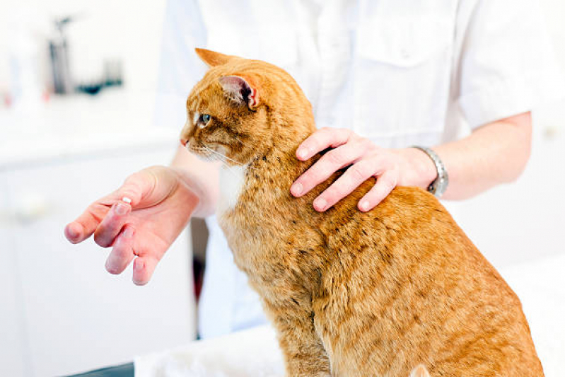 Remédio de Verme para Gato Novo Horizonte - Remédio para Pulga para Gato