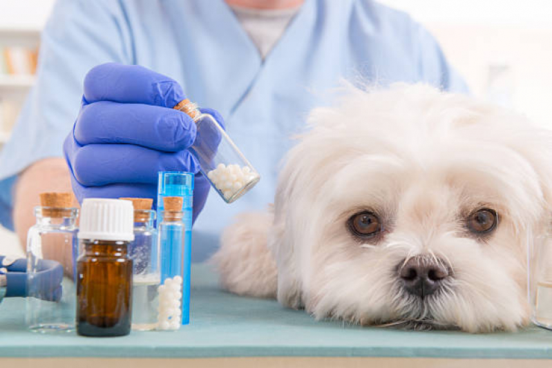 Remédio para Carrapato Cachorro Preço Gravata - Remédio para Matar Pulga de Cachorro