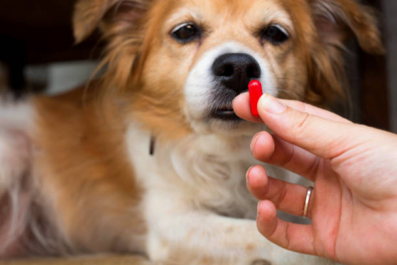 Remédio para Carrapato de Cachorro Valor Machadinho - Remédio para Matar Pulga de Cachorro
