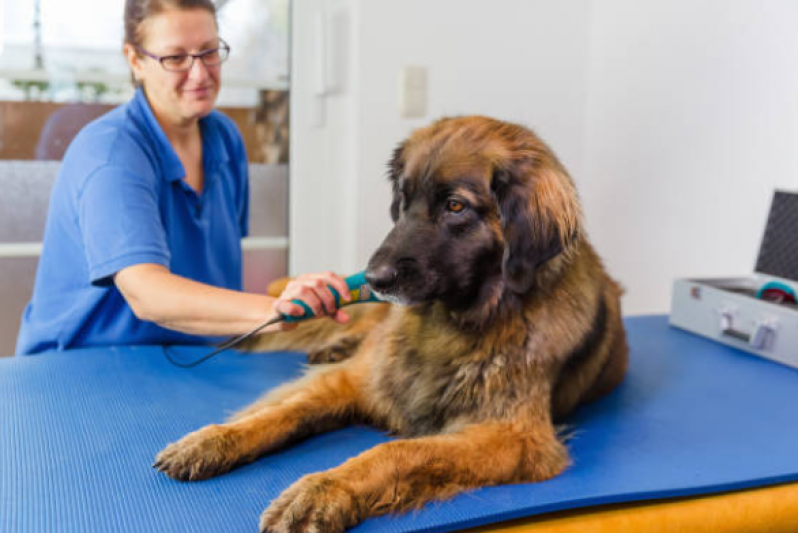 Serviço de Fisioterapia Cachorro Gleba B - Fisioterapia Cão
