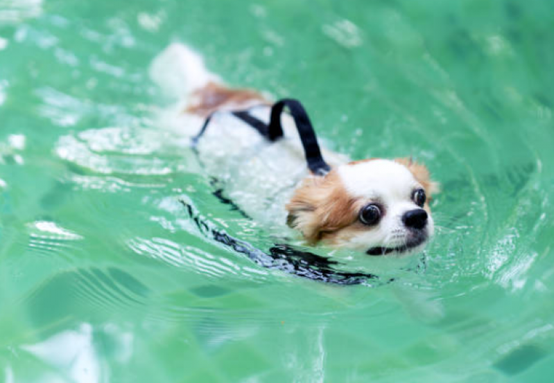 Serviço de Fisioterapia Cão Areia Branca - Fisioterapia de Cachorro