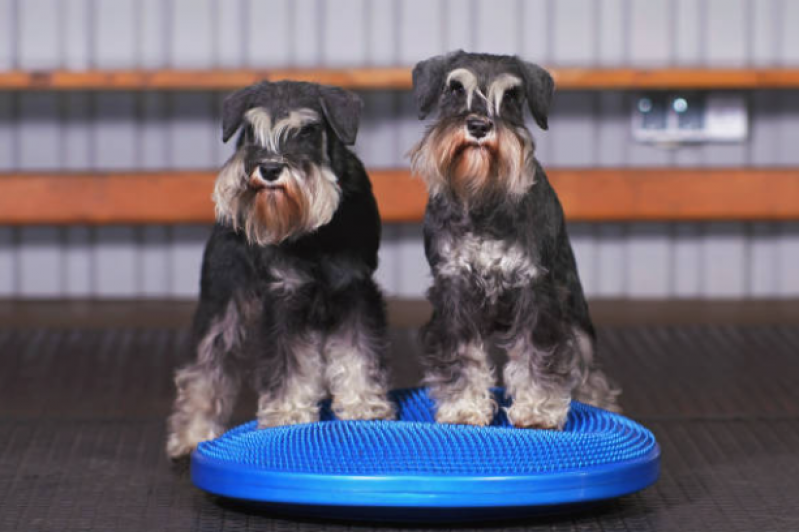 Serviço de Fisioterapia em Cachorro Capelão - Fisioterapia para Cães com Hérnia de Disco