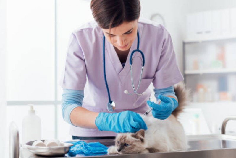 Serviço de Fisioterapia Gatos Monte Gordo - Fisioterapia para Gatos com Problemas Cardíacos