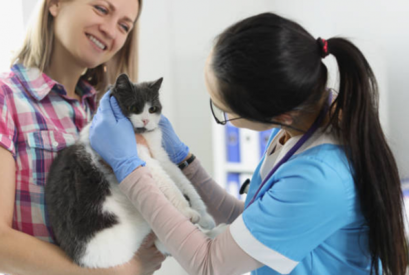 Serviço de Fisioterapia para Gatas Estrada O Cococ - Fisioterapia para Gatos com Problemas Renais