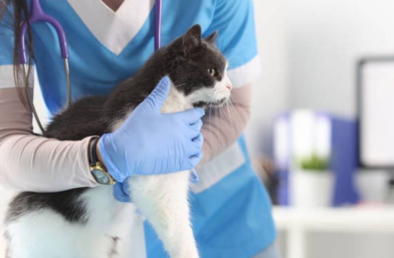 Serviço de Fisioterapia para Gatos com Problema Renal Pintagueiras - Fisioterapia para Gatos com Problema Renal