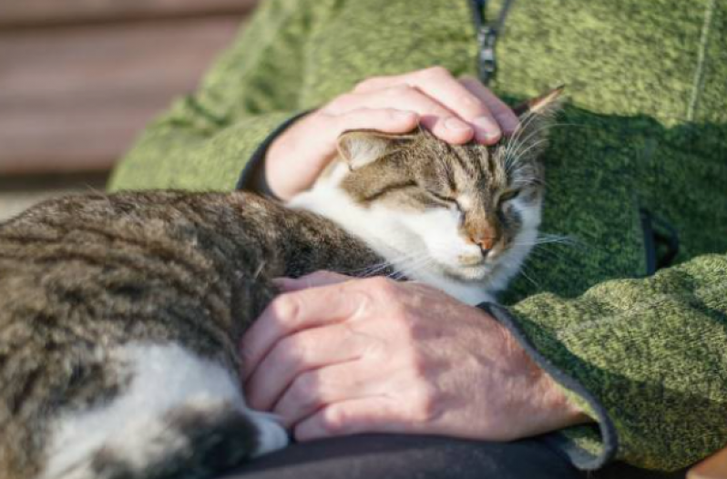 Serviço de Fisioterapia para Gatos com Problemas Cardíacos Phoc III - Fisioterapia em Gato