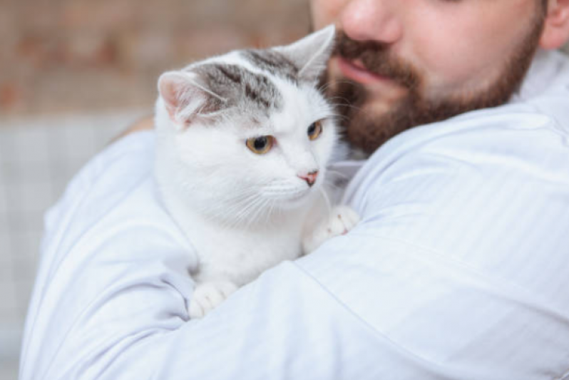 Serviço de Fisioterapia para Gatos com Problemas Renais Sauipe - Fisioterapia Gatos