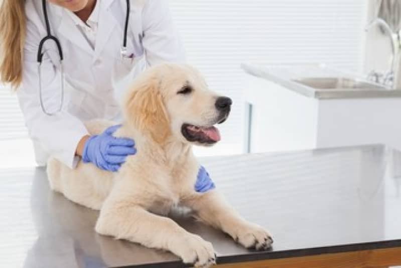 Clínica Veterinária 24hrs Clínica Veterinária 24hrs