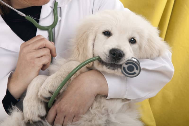 Dermatologista Animal Dermatologista Animal