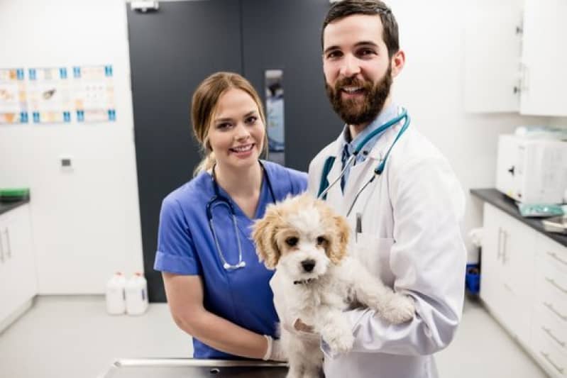 Dermatologista para Pets Dermatologista para Pets