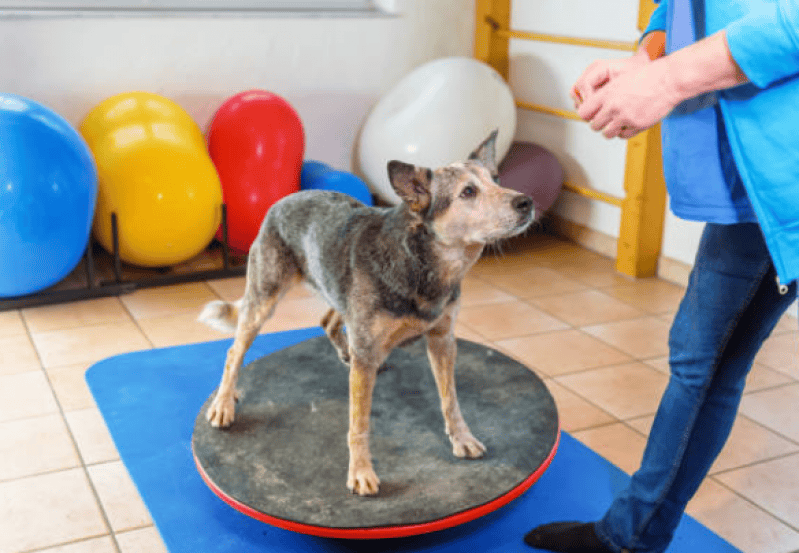 Fisioterapeuta para Cachorros Fisioterapeuta para Cachorros