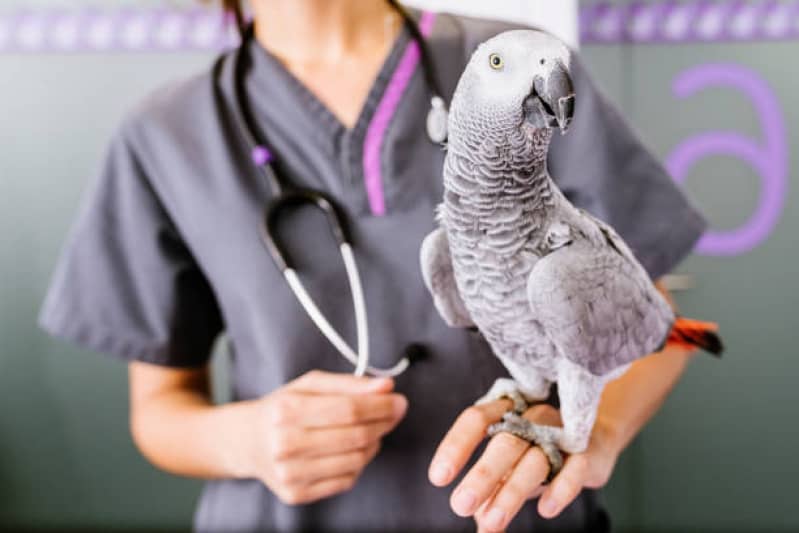 Veterinário para Animais Silvestres Veterinário para Animais Silvestres