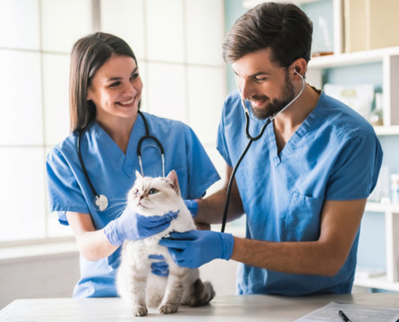 Telefone de Cardiologista para Animais Domestico Pitangueiras - Cardiologia para Pets