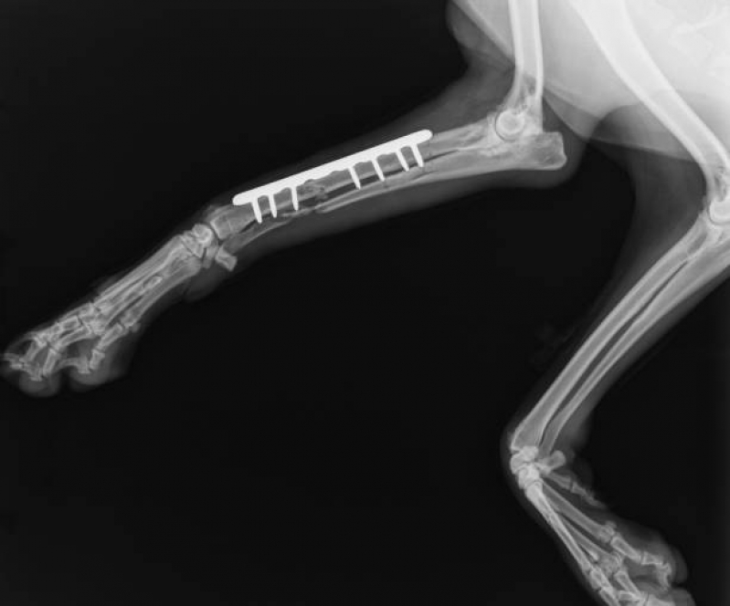 Telefone de Ortopedia em Pequenos Animais Parafuso - Ortopedista de Cachorro