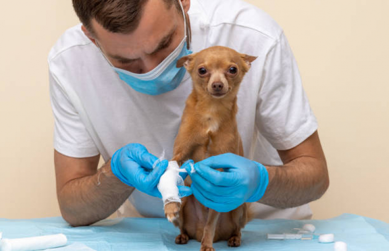 Telefone de Ortopedia Veterinária Básica Mata de São João - Ortopedista para Cães