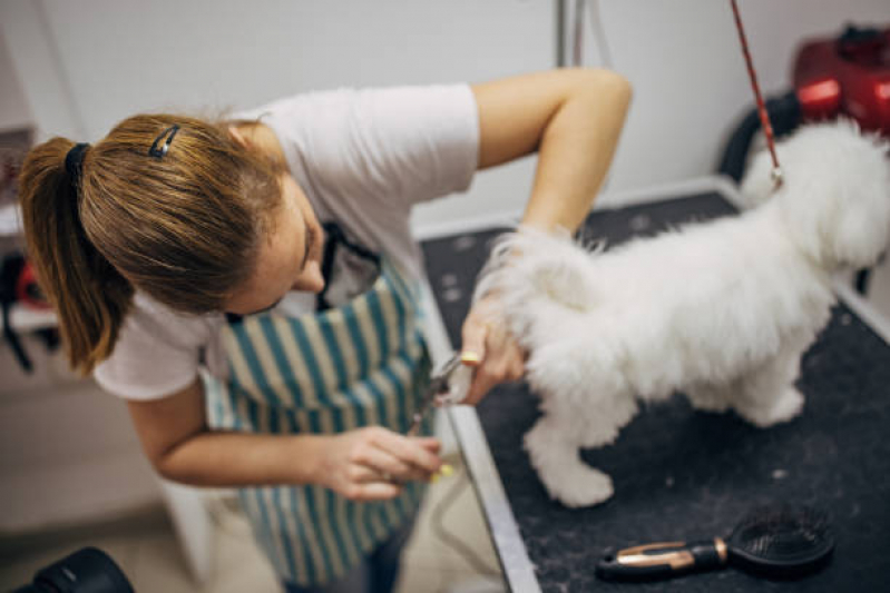 Telefone de Pet Shop 24hrs Machadinho - Pet Shop Cães e Gatos