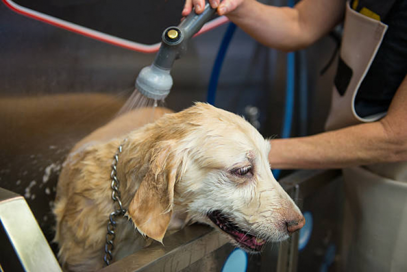 Telefone de Pet Shop Cães e Gatos Ponto Certo - Pet Shop Banho e Tosa