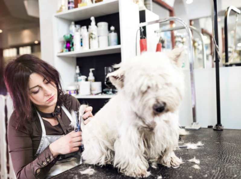 Telefone de Pet Shop Próximo a Mim Vilas - Pet Shop Cães e Gatos