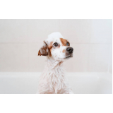 banho e tosa cachorro bravo Buri Satuba