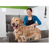 banho e tosa de cachorro Gleba E