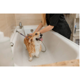 banho e tosa em cachorro Pintagueiras