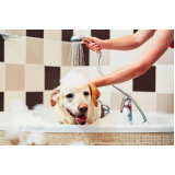 banho e tosa em cães valor Itinga