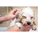 banho e tosa em cães Pitangueira