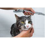 banho e tosa em gatos preço Jardim Ipitanga