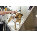 banho e tosa higiênica para cachorro preço Pojuca