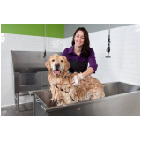 banho e tosa higiênica para cachorro valor Barra do Jacuipe