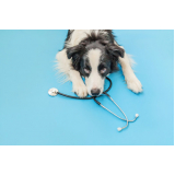 cardiologia para cachorro contato Vila de Atlântico