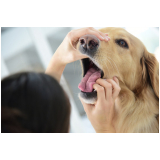 cardiologia para cães Arembepe