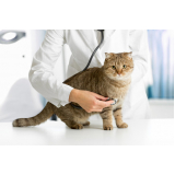cardiologia para gatos telefone Catu de Abrantes