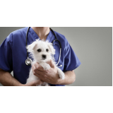 cardiologista de cães contato Pintangueiras