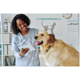 cardiologista para cachorros contato Pitangueiras