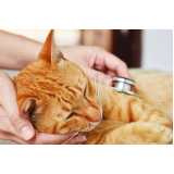 cardiologista para cachorros e gatos Arembepe