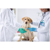 cardiologista para pet cães contato Phoc II