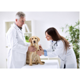 cardiologista para pet cães Caji -vida Nova