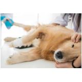 castração de cachorra clínica Miragem