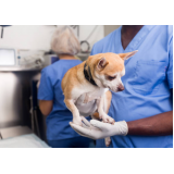 castração de cachorra marcar Caji Vida Nova
