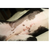 castração de cachorro marcar Buri Satuba