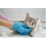 castração de gata fêmea Caji