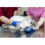 castração de gatas valor Sauipe