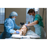 cirurgia animal marcar Gleba H