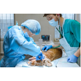cirurgia de castração de cachorro marcar Santos Dumont