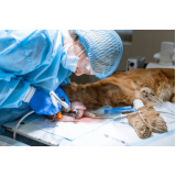 cirurgia de castração de cachorro Vilaa d Abrantes
